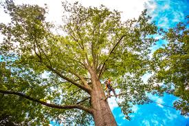 Best Storm Damage Tree Cleanup  in Mcfarland, CA