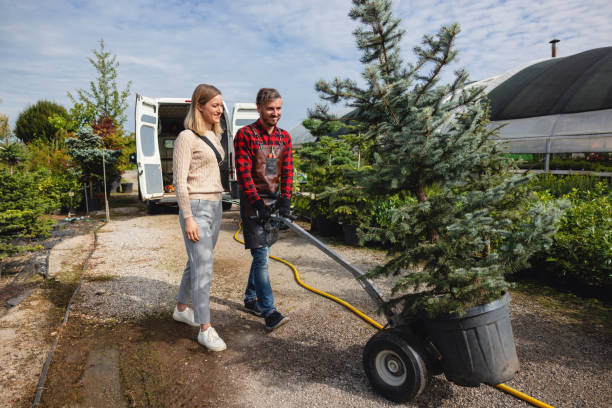 Best Stump Grinding and Removal  in Mcfarland, CA