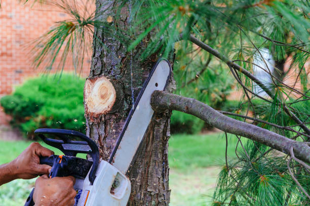 Best Tree Maintenance Programs  in Mcfarland, CA